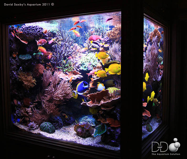 L end of the Aquarium 2 DD The Aquarium Solution